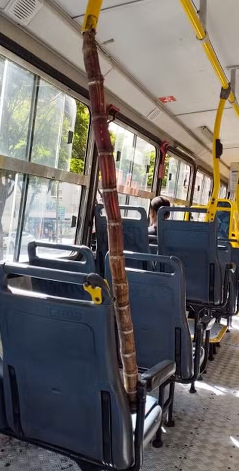cana ônibus