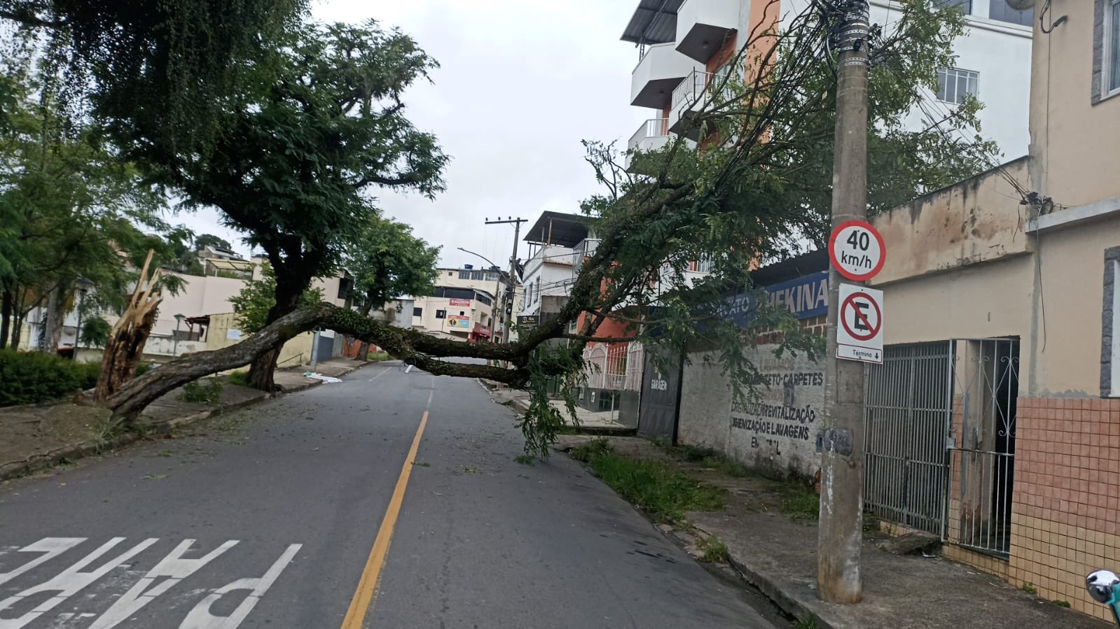 retirada da árvore