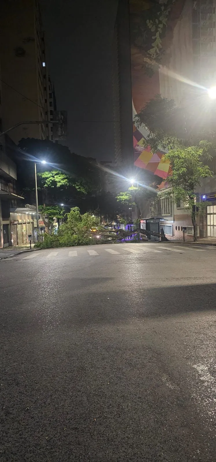 Árvore de grande porte caída Rua Tupinambás