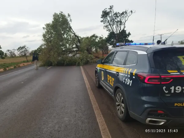 Queda de árvore a BR-364 em Frutal rodovias